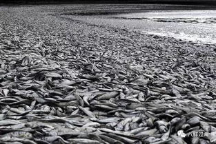 智利渔业检查官的拒绝 为何本国养殖三文鱼成餐桌禁忌？