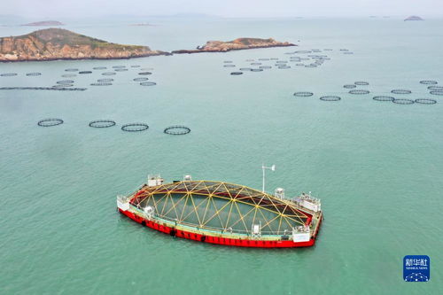福建耕海牧渔 深耕蓝色沃土，迈向现代渔业新纪元
